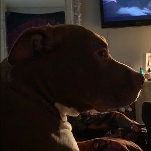 Meet your Posher, Tanner